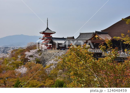 京都東山 清水寺 桜咲く頃 京都東山 清水寺 桜咲く頃 124048459