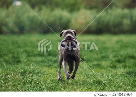 Running on the grass. Portrait of dog with short black fur that is having a walk outdoors at summertime Running on the grass. Portrait of dog with short black fur that is having a walk outdoors at summertime 124048464
