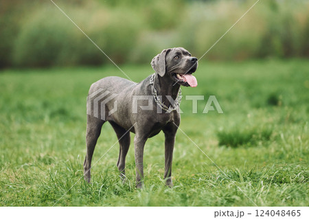Standing on the green grass. Portrait of dog with short black fur that is having a walk outdoors at summertime Standing on the green grass. Portrait of dog with short black fur that is having a walk outdoors at summertime 124048465