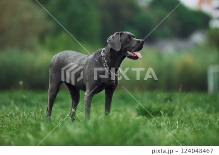 Standing on the green grass. Portrait of dog with short black fur that is having a walk outdoors at summertime Standing on the green grass. Portrait of dog with short black fur that is having a walk outdoors at summertime 124048467