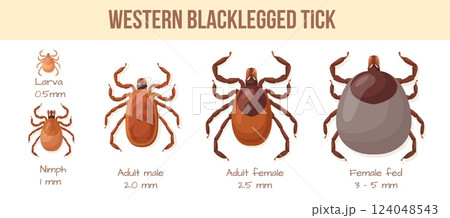 Ticks stage. Tick mites insect bug parasite life cycle type view, fed female male larva nymph human skin parasites bugs lyme disease spring safety medical neat vector illustration Ticks stage. Tick mites insect bug parasite life cycle type view, fed female male larva nymph human skin parasites bugs lyme disease spring safety medical neat vector illustration 124048543