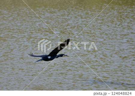 ウ cormorant (shag) / Japan 124048824