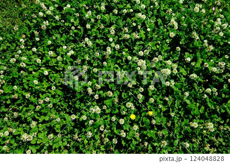 シロツメクサとタンポポの原 124048828