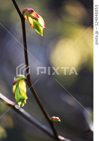 土佐水木（トサミズキ）の蕾 神奈川県で3月に撮影 124048853