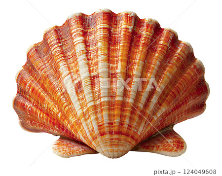 Stunning closeup of a vibrant orange and white scallop shell, isolated on white.  Its intricate texture and radiating pattern evoke feelings of summer, the ocean, and natural beauty. 124049608