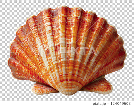 Stunning closeup of a vibrant orange and white scallop shell, isolated on white.  Its intricate texture and radiating pattern evoke feelings of summer, the ocean, and natural beauty. 124049608