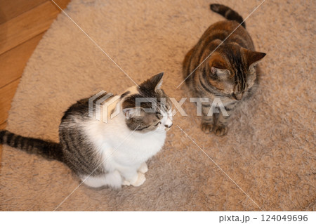 二匹の猫 二匹の猫 124049696