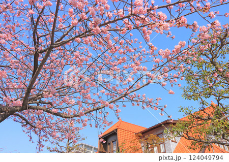 愛知県名古屋市、文化のみち二葉館と桜の風景 124049794