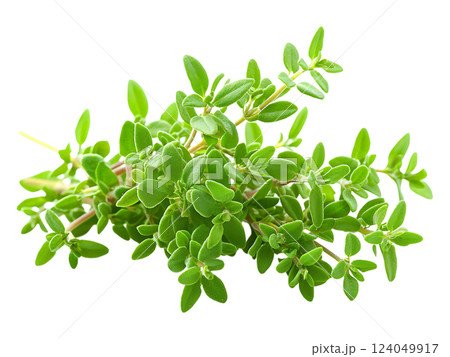 Fresh thyme sprig, vibrant green leaves, healthy herb, culinary ingredient, natural aroma, cooking, food photography, white background, recipe, wellness, botanical,  isolated,  organic, springtime, 124049917