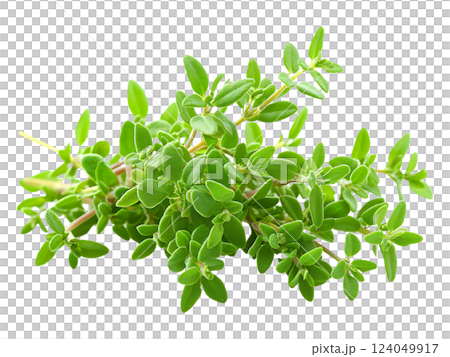 Fresh thyme sprig, vibrant green leaves, healthy herb, culinary ingredient, natural aroma, cooking, food photography, white background, recipe, wellness, botanical,  isolated,  organic, springtime, 124049917