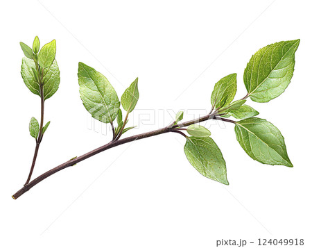 Vibrant sprig of fresh, green leaves isolated on white.  Perfect for spring themes, nature concepts, growth metaphors, or health  wellness visuals.  Ideal for websites, blogs, and publications. 124049918