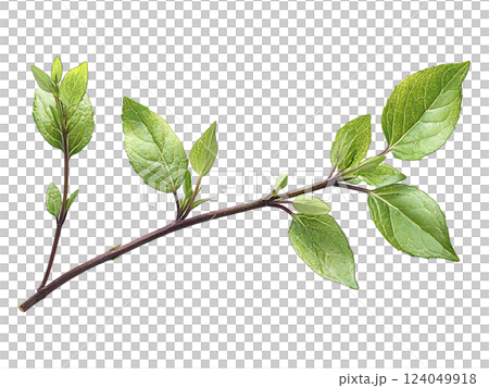Vibrant sprig of fresh, green leaves isolated on white.  Perfect for spring themes, nature concepts, growth metaphors, or health  wellness visuals.  Ideal for websites, blogs, and publications. 124049918
