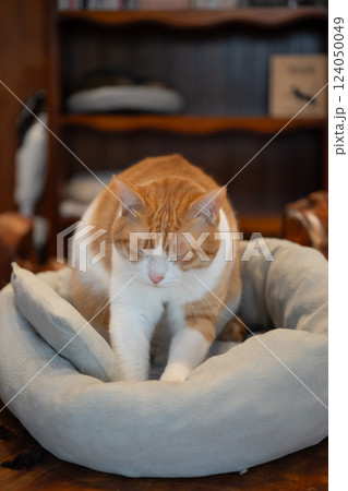 フミフミする猫 124050049