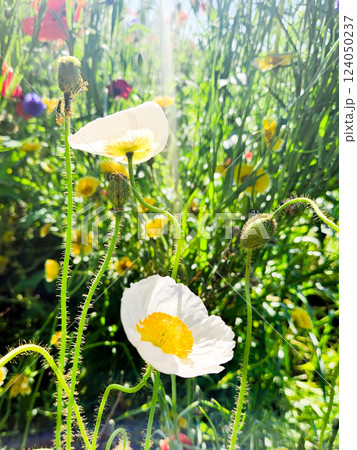 白い花 白い花 124050237