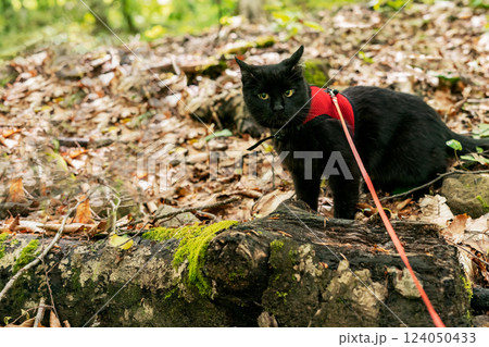 Curious black cat wearing red harness with leash exploring an autumn forest with fallen leaves Traveling with pets and walking cat Copy space 124050433