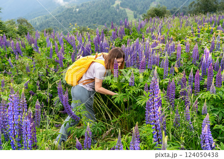 young woman with yellow backpack carefully examining wild lupine flowers in lush mountain meadow, surrounded by vibrant purple blossoms and green foliage, picturesque landscape , eco-tourism 124050438