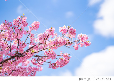 河津桜まつり　満開の桜と青空のコントラスト 124050684