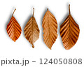 Autumnal Leaves Display: a close-up studio shot highlighting the intricate patterns of four dried, vibrant brown leaves, casting a subtle shadow beneath them. 124050808