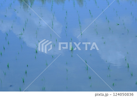 田植え直後の乙訓地方の水田 田植え直後の乙訓地方の水田 124050836