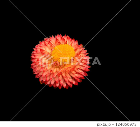 Colorful Flower Macro isolated 124050975