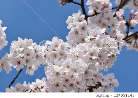 青空に映える桜 青空に映える桜 124051143