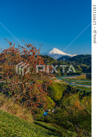 （静岡県）柿が色ついた、吉原の茶畑越しに富士山 124051163