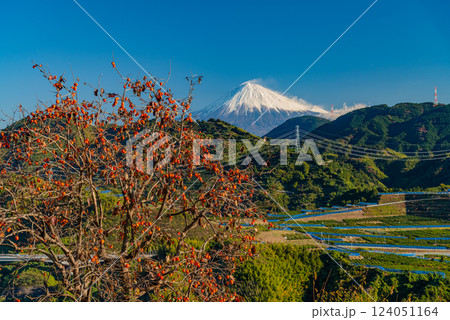 （静岡県）柿が色ついた、吉原の茶畑越しに富士山 124051164