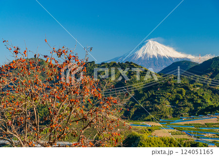 (静岡県)柿が色ついた、吉原の茶畑越しに富士山 (静岡県)柿が色ついた、吉原の茶畑越しに富士山 124051165