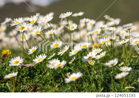 A serene field of blooming daisies under bright sunlight, symbolizing peace and natural beauty. A serene field of blooming daisies under bright sunlight, symbolizing peace and natural beauty. 124051193