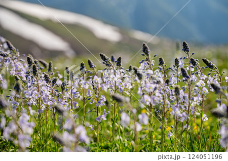 Wildflowers in alpine meadow with mountain landscape. Wildflowers in alpine meadow with mountain landscape. 124051196