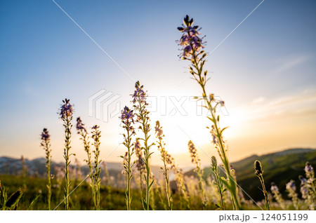 Blooming wild flowers on alpine meadow with picturesque view of green hills in rays of sunset  124051199