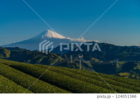 （静岡県）秋の茶畑越しに富士山 124051366
