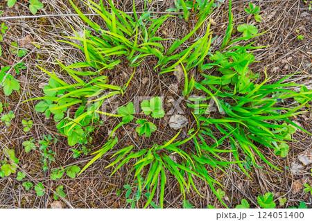 grass grows in a circle shape on the ground in the mountains. green clover for luck 124051400