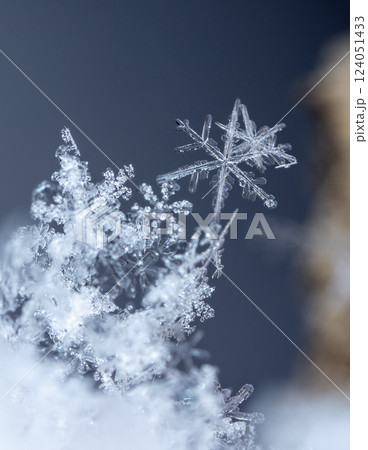 snowflakes, winter card, crystals of snow snowflakes, winter card, crystals of snow 124051433