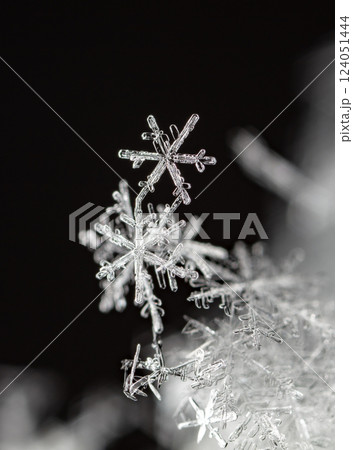 snowflakes, winter card, crystals of snow 124051444