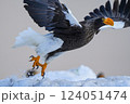 知床半島、羅臼港の防波堤から飛び立つオオワシ 124051474