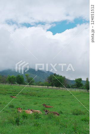 放牧された牛（蒜山高原） 124051512