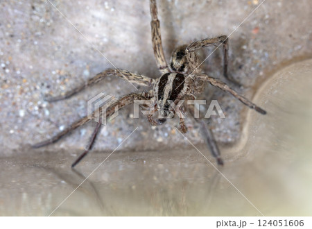 picture of a live spider, an insect 124051606