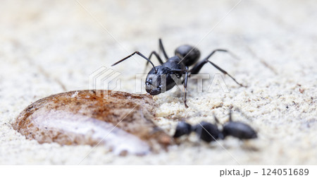 big forest ants in a native habitat big forest ants in a native habitat 124051689