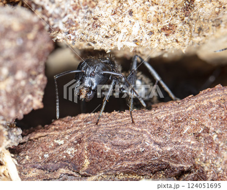 big forest ants in a native habitat big forest ants in a native habitat 124051695