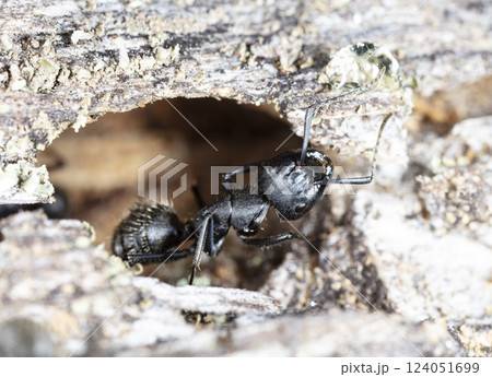 big forest ants in a native habitat big forest ants in a native habitat 124051699