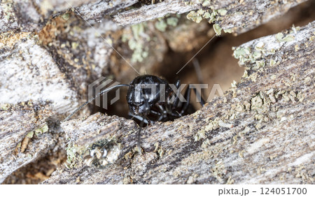 big forest ants in a native habitat big forest ants in a native habitat 124051700