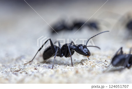 big forest ants in a native habitat 124051707