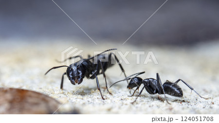 big forest ants in a native habitat 124051708