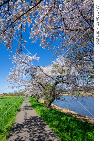 満開の桜 124051777