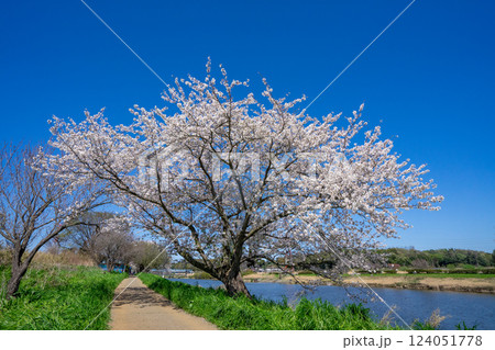 満開の桜 124051778