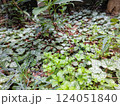 庭に群生するユキノシタ 124051840