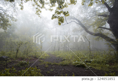 Forest in the fog Forest in the fog 124051851
