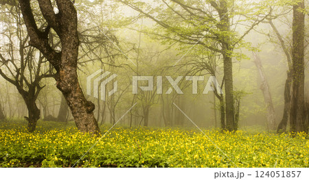 Forest in the fog Forest in the fog 124051857