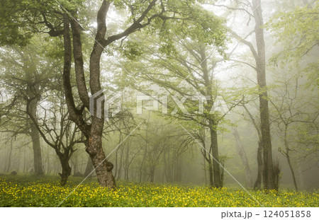 Forest in the fog 124051858